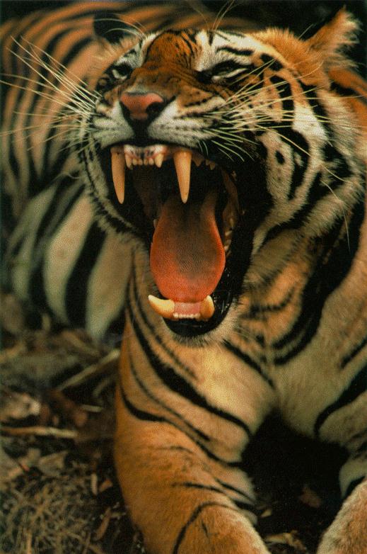 Scary Tiger